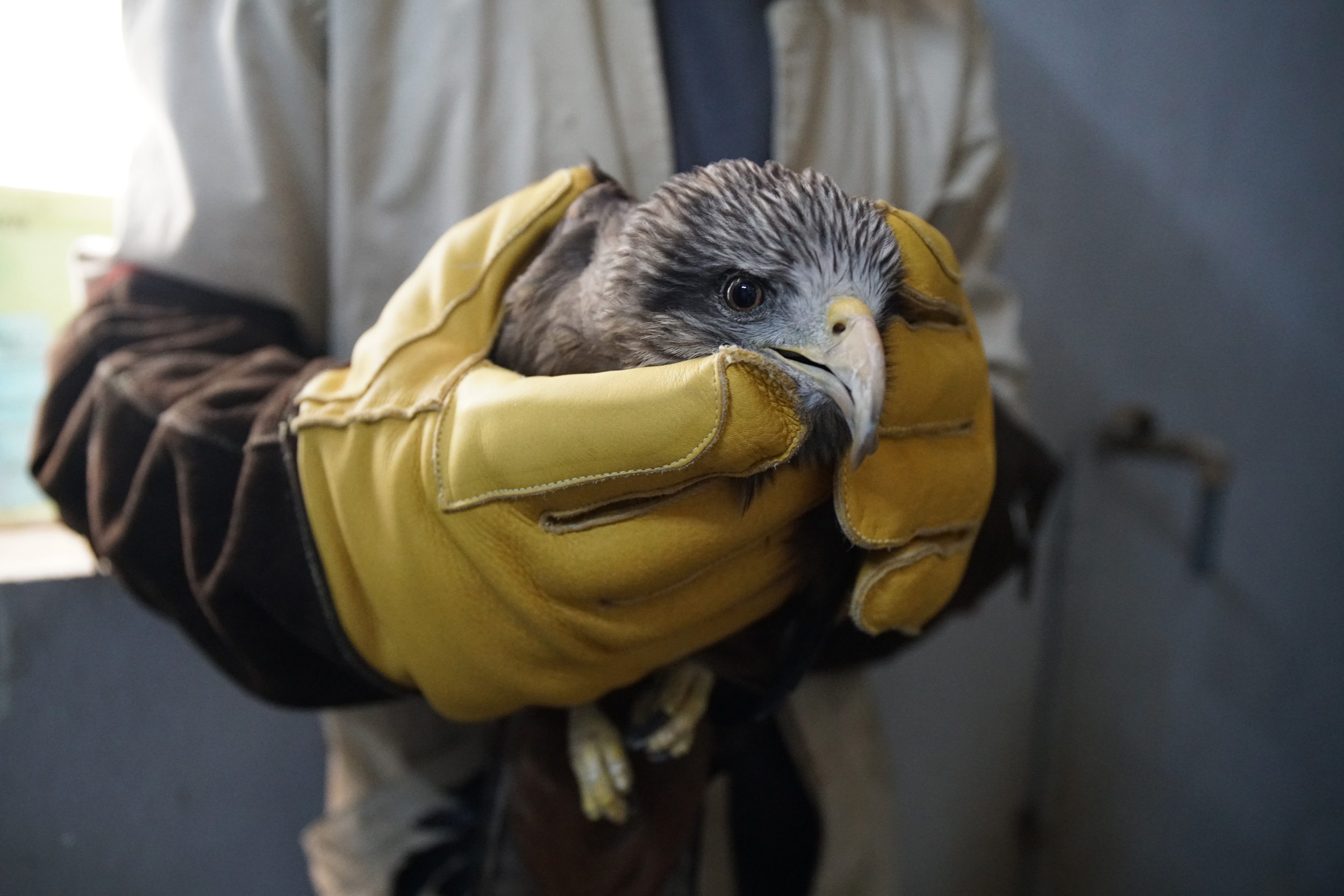 Madagascar Fish Eagle - Haliaeetus vociferoides