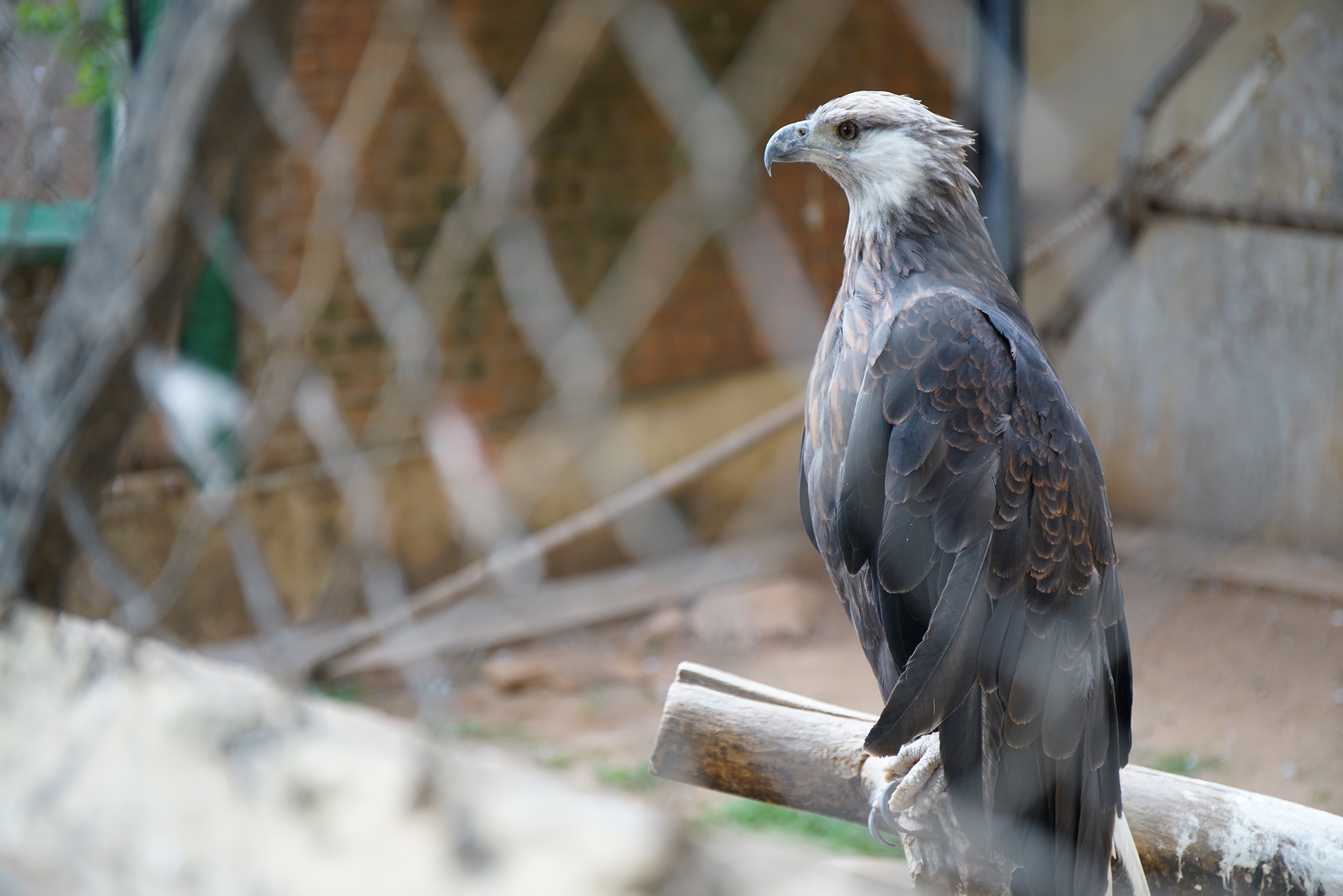 Madagascar Fish Eagle - Haliaeetus vociferoides