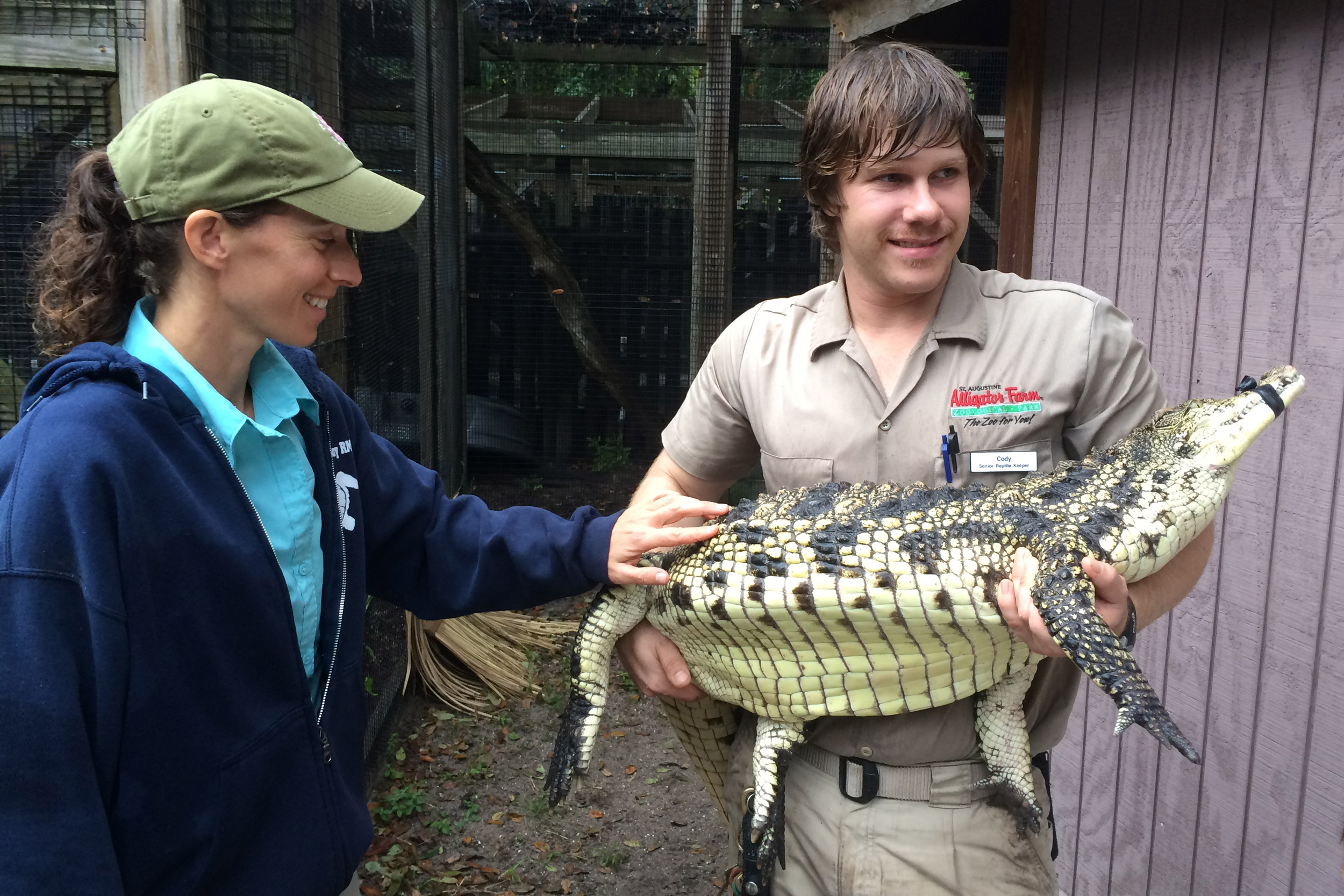 Nile Crocodile - Crocodylus niloticus