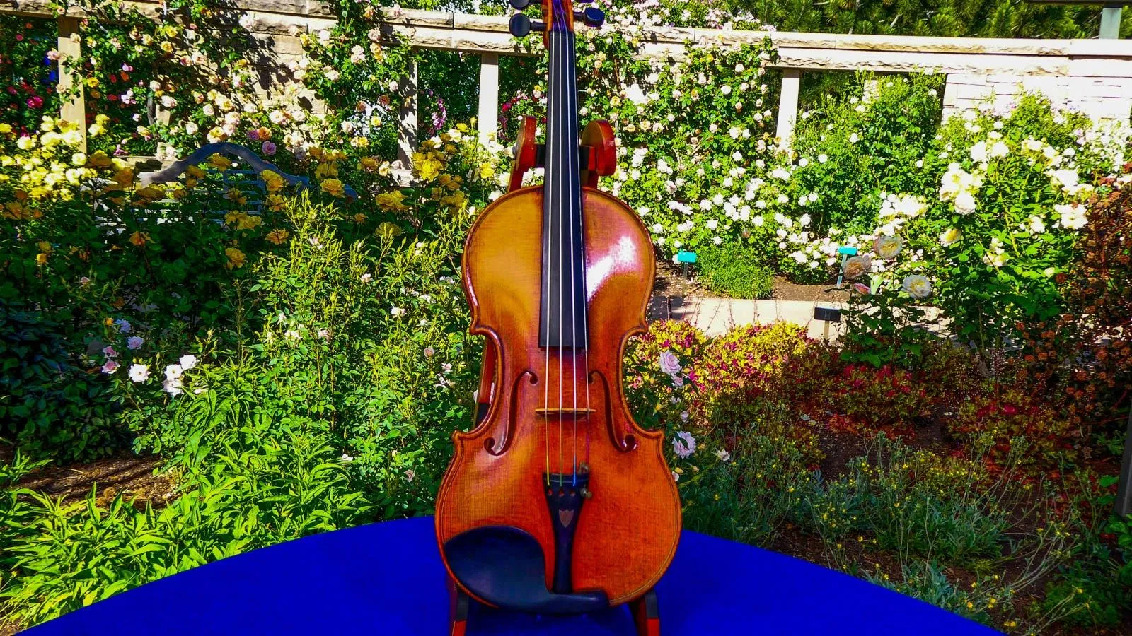 A violin is mounted on a display stand place on top of a blue table in front of a garden backdrop.