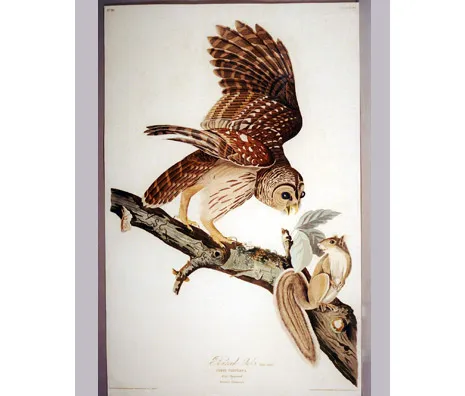 Barred Owl