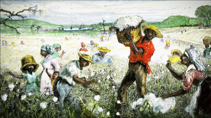 Cotton plantation illustration