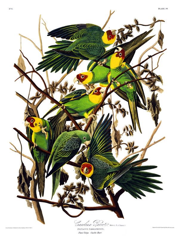 Carolina Parrots