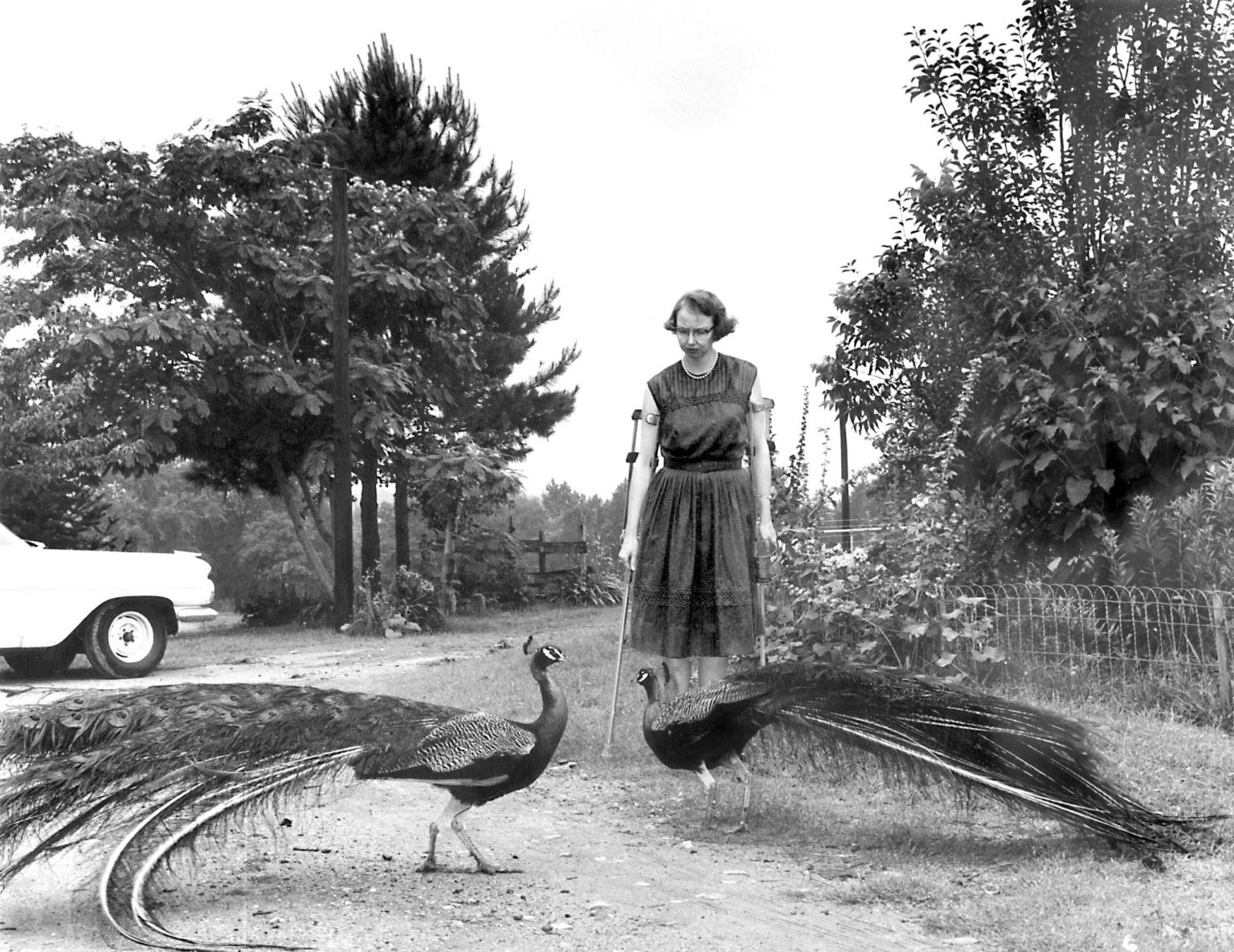 Flannery O’Connor in the driveway at Andalusia with a peacock, 1962