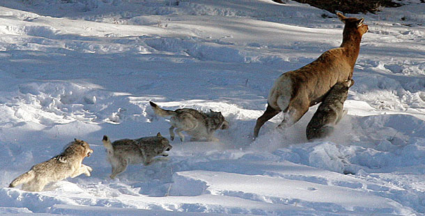 Grey Wolf Pack Hunting