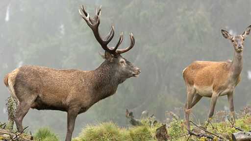  Animal Guide: Red Deer