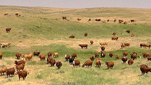 tobacco for sick cattle Holy Cow | 