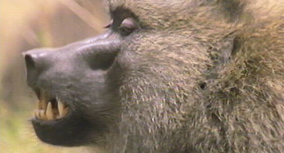 Inside the Animal Mind | Stressed Out | Nature | PBS