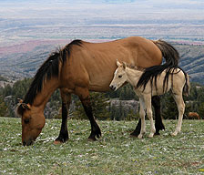 224_cloudblog_windflower