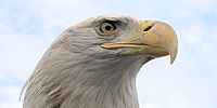 American Eagle