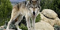 The Wolf That Changed America