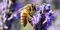Silence of the Bees