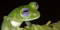 Frogs: The Thin Green Line