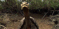 The Loneliest Animals