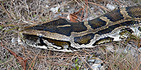 Invasion of the Giant Pythons