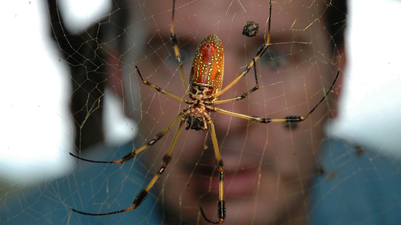 True Adventures of the Ultimate Spider-Hunter