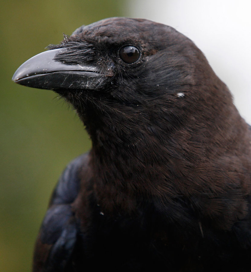 Close-up of an American crow, a bird common to the U.S., southern Canada, and northern Mexico, whose species name (brachyrhynchos) literally means "short-billed crow."  Photo by J.P. Moczulski.