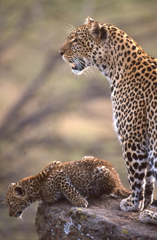 Mother and cub