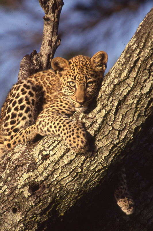 A leopard in a tree
