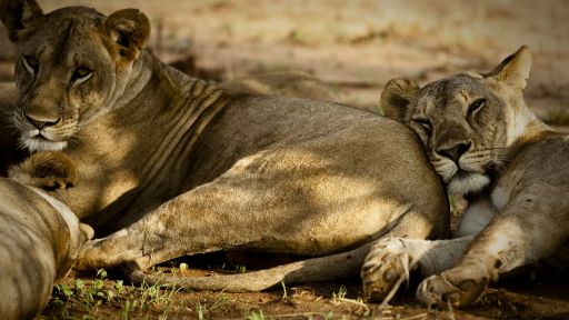 The magnificent lion: the symbol of Africa