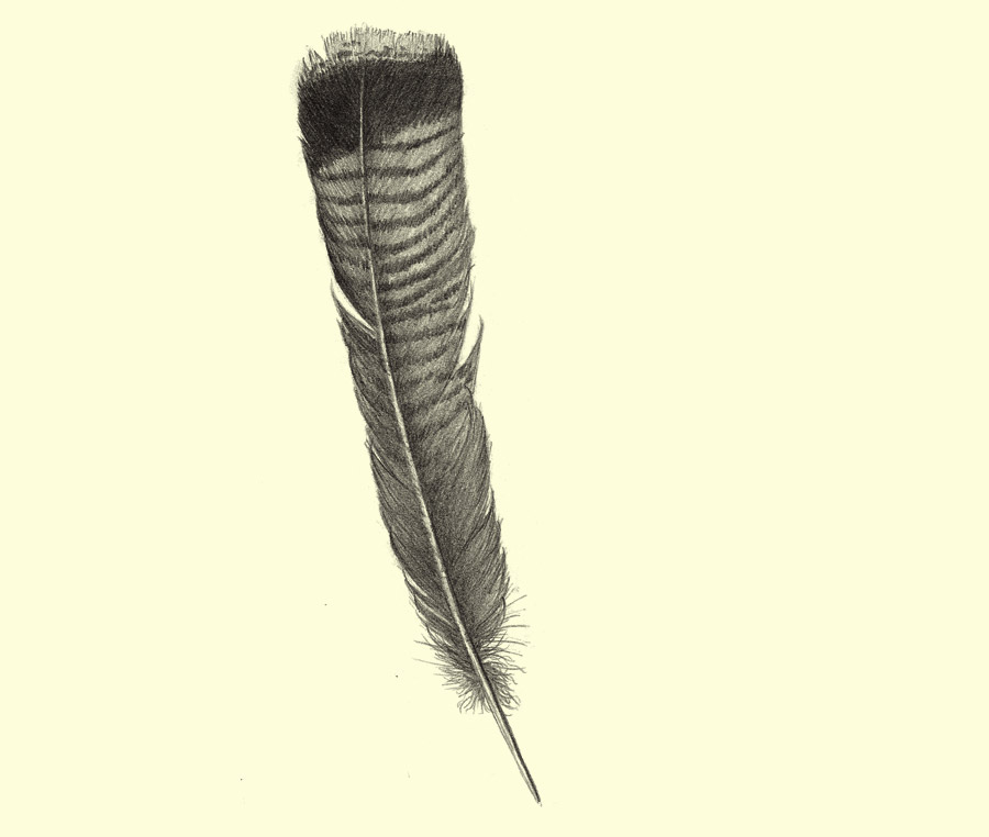 Turkey Feather
