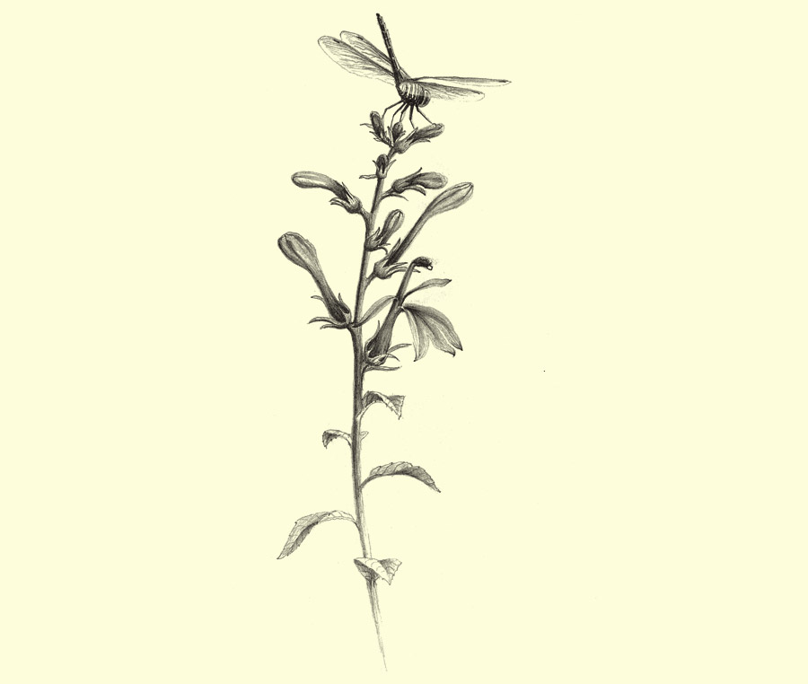 Flora