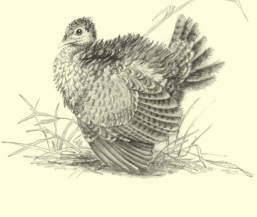 Male Turkey