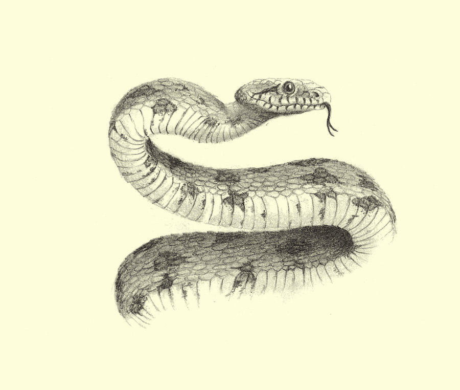 Snake