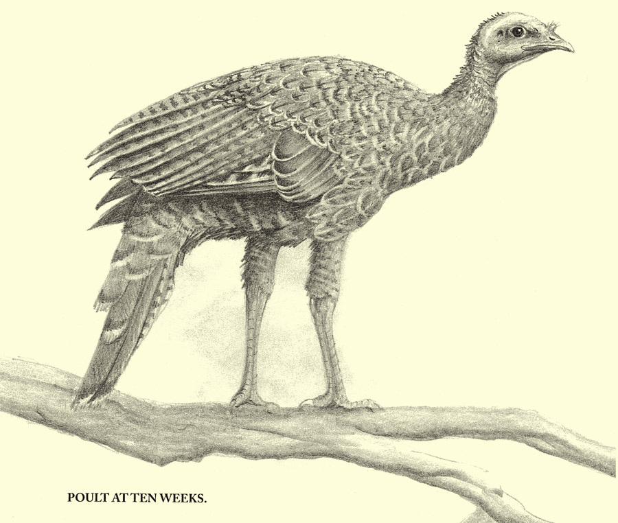 Young Turkey