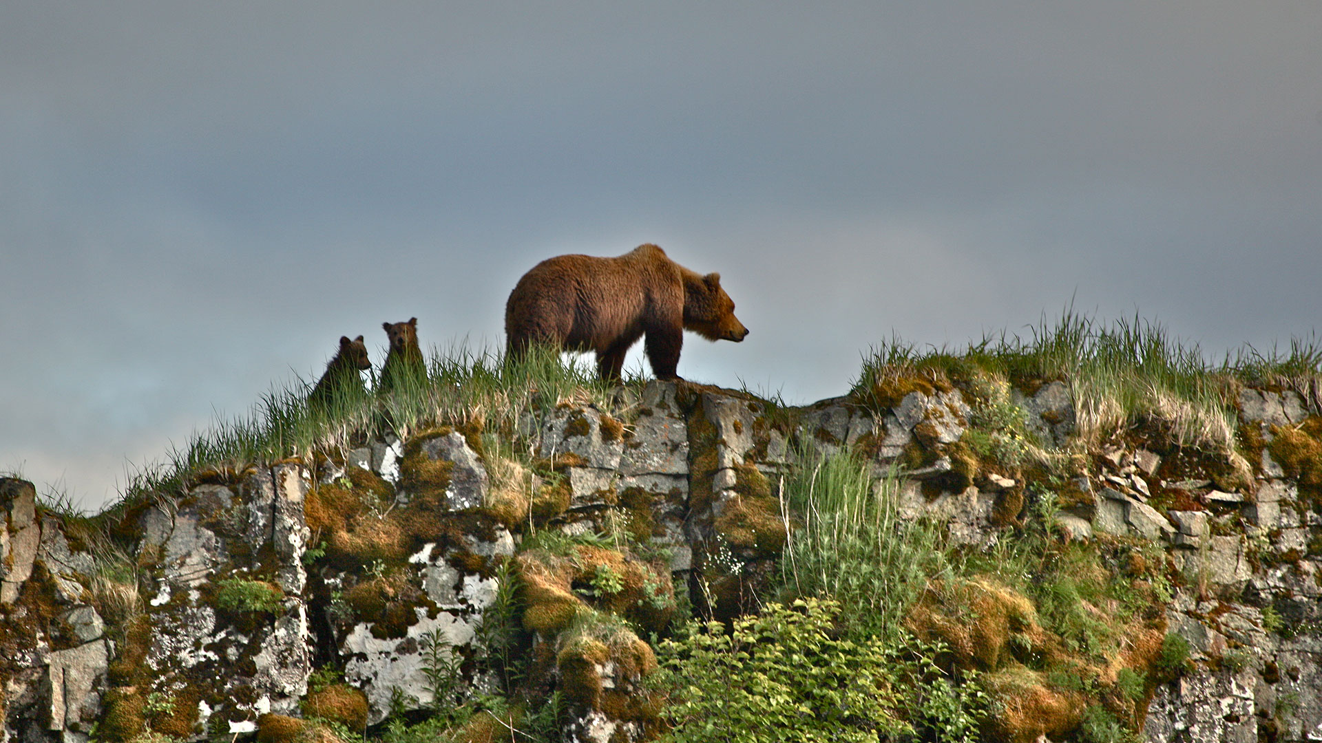 Brown Bear Habitat