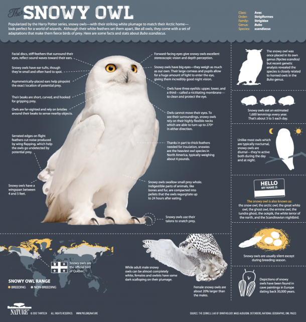 Magic of the Snowy Owl | Infographic: All About Snowy Owls | Nature | PBS