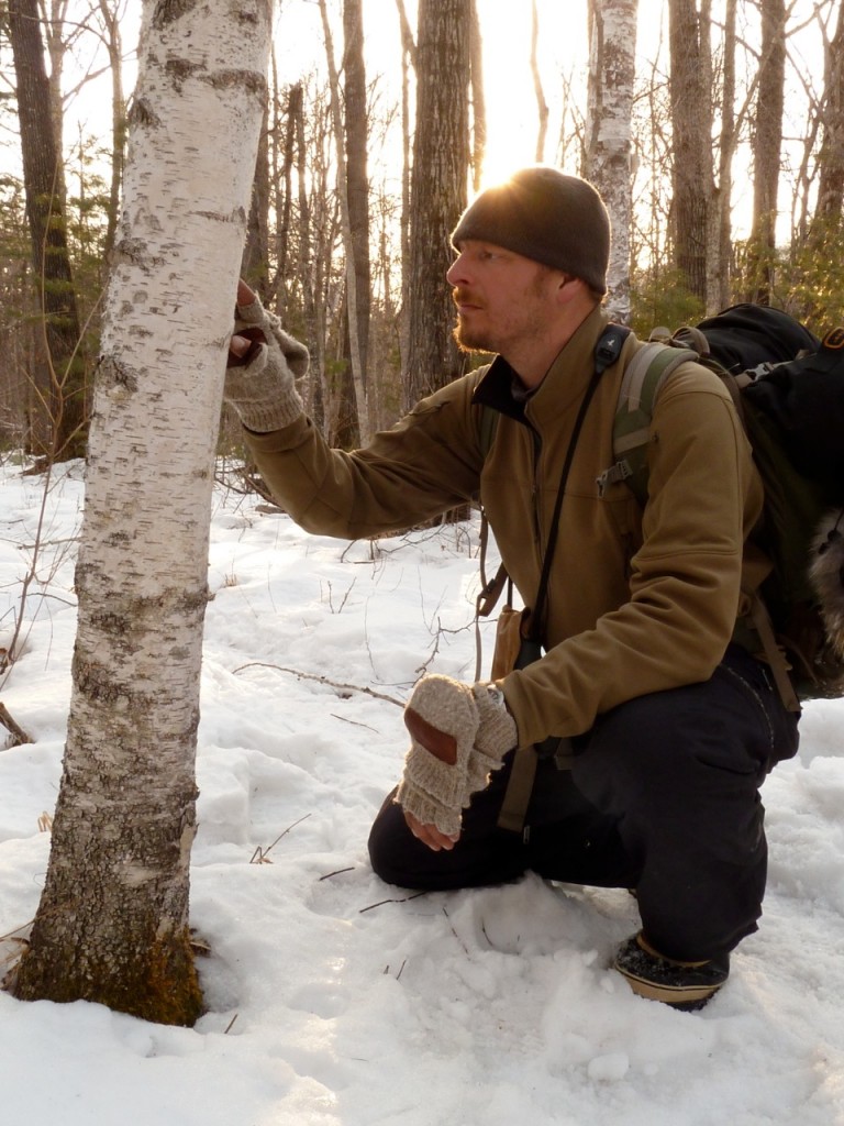 Siberian Tiger Quest