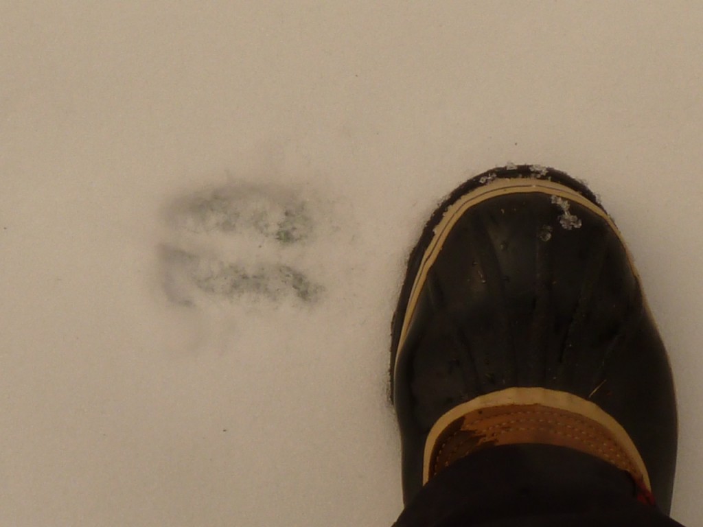 Siberian Tiger Quest