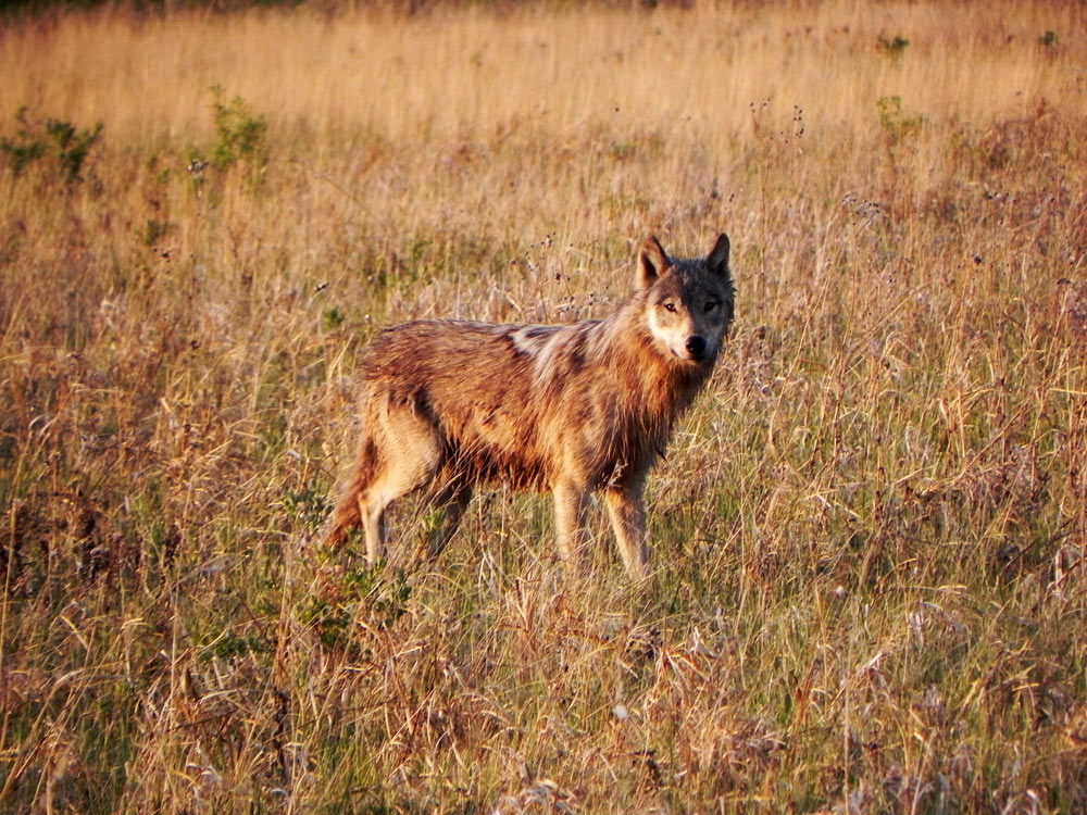 Cold Warriors: Wolves and Buffalo
