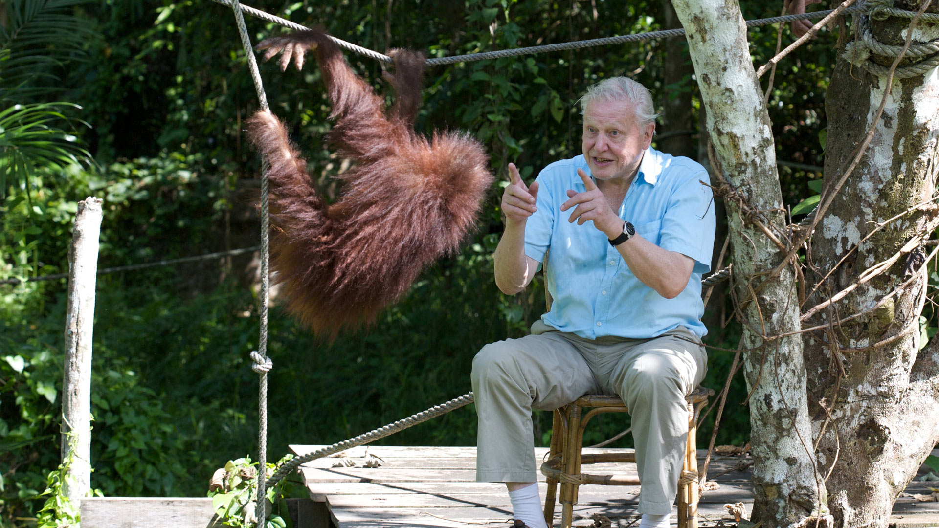Get David Attenborough Young With Gorilla Images