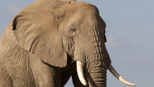 Echo: An Elephant to Remember