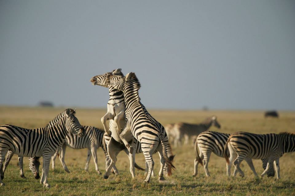 Great Zebra Exodus | Q&A with Great Zebra Exodus Filmmaker Adrian ...