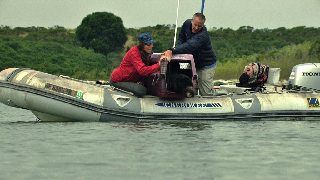Otter 501 being released