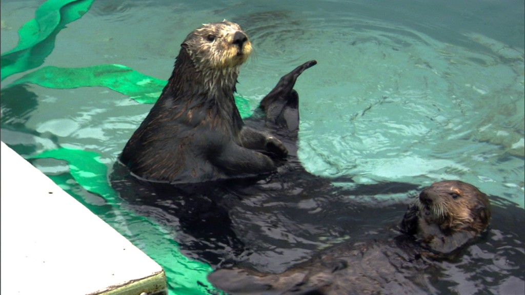 Otter 501 and her surrogate mom, Toola