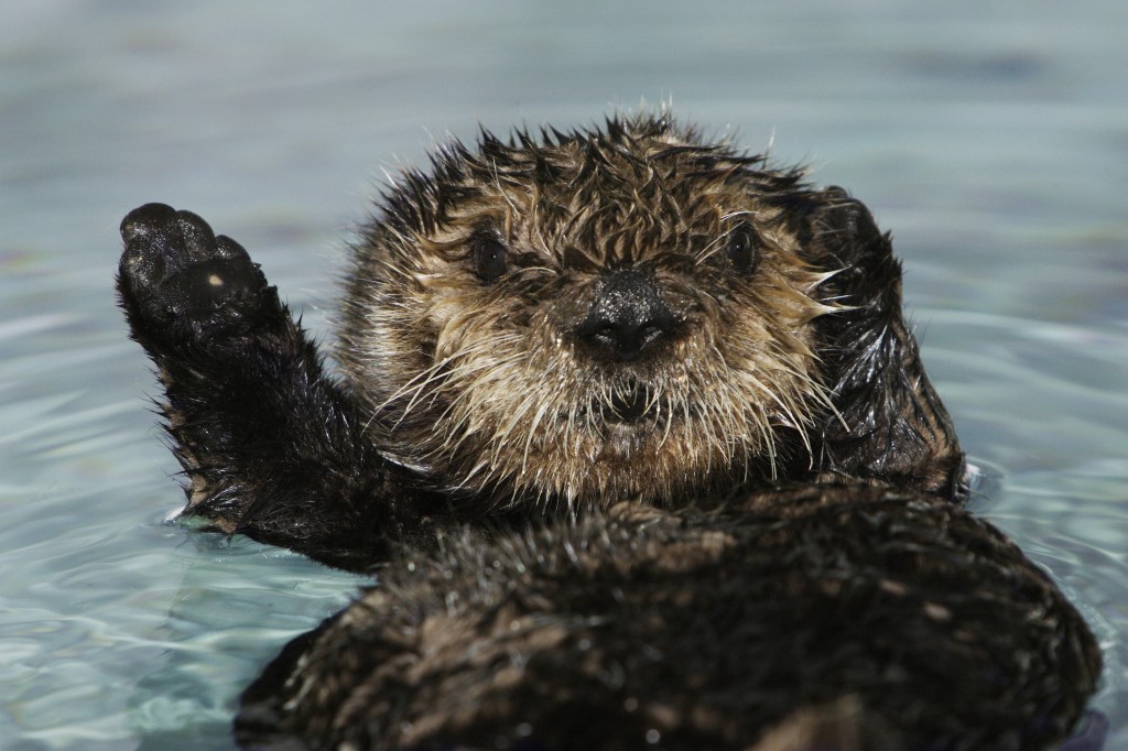 Female southern sea otter pup