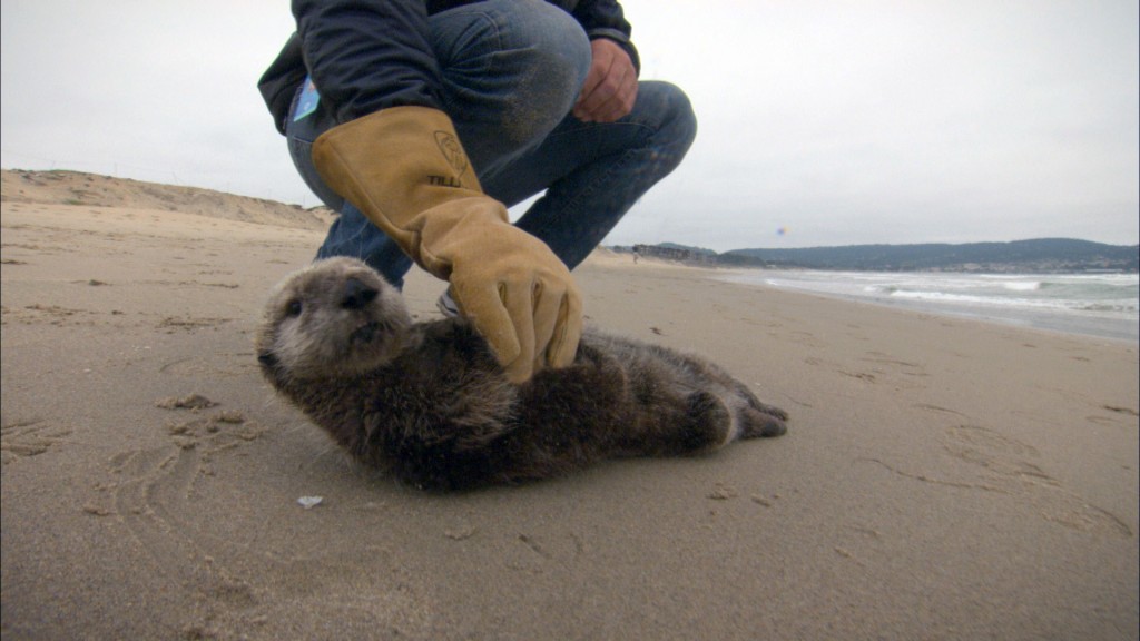 A stranded southern sea otter pup