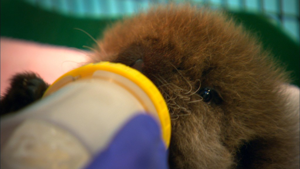 Otter 501 being bottle fed