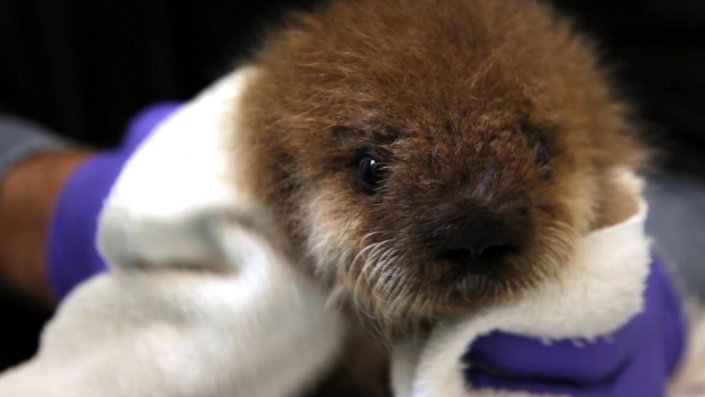 Otter 501 being being carefully groomed 