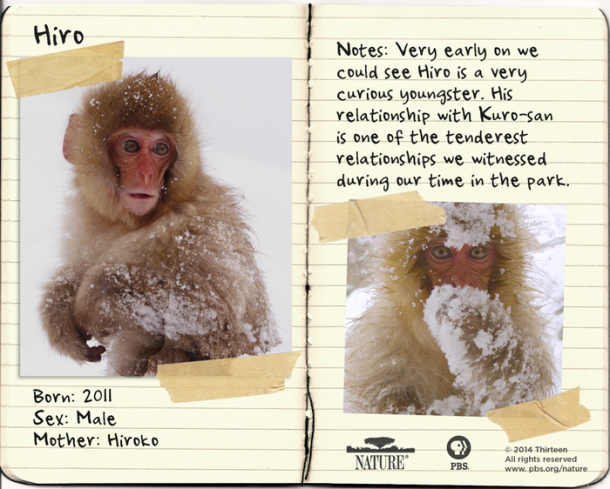 Snow Monkeys | Field Guide: Life With Snow Monkeys | Nature | PBS