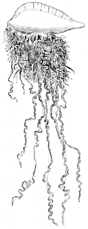 Featured Creature: Blue Dragon | Blog | Nature | PBS