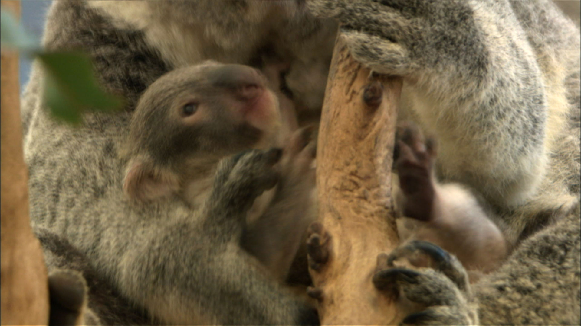 Cracking The Koala Code Preparing For A Eucalyptus Diet Nature Pbs