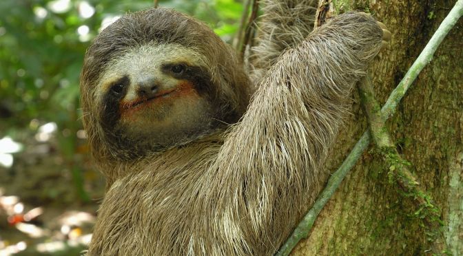 Three-toed Sloth