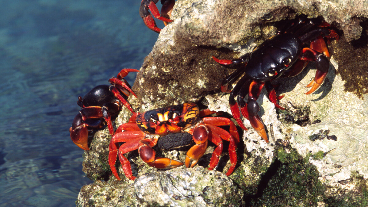 Crustaceans | Nature | PBS