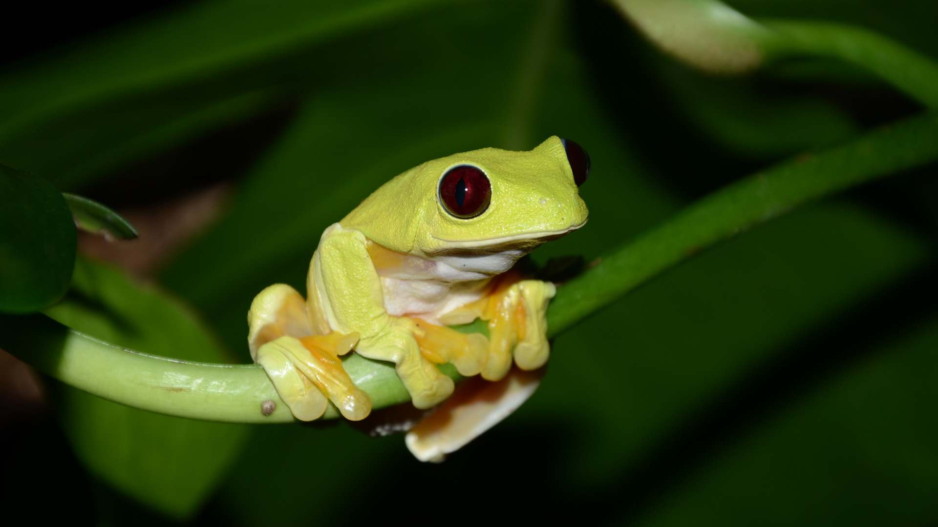 what are reptiles and amphibians