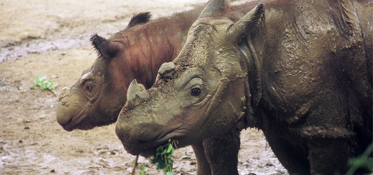 Rhinoceros | Nature | PBS